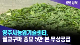 영주시농업기술센터, 꿀고구마 종묘 5만 본 무상공급 / 안동MBC