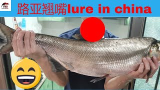 路亚中国鱼，小河道路亚，路亞翹嘴Lure Chinese fish, small river channel