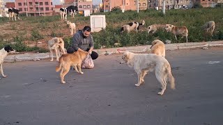 وجدت مكانا جديد تعيش فيه مجموعة كبيرة من الكلاب،شاهد معي