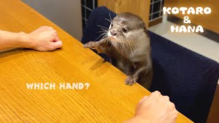 リアクションが面白すぎるカワウソのどっちかなゲーム　Funny Reaction Otter Makes the Wrong Choice