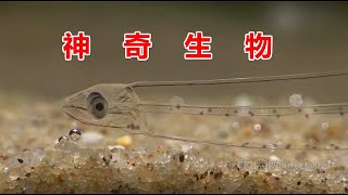 恐怖的海洋生物：要么深藏不露，要么比食人鱼还凶残