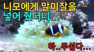 니모에게 말미잘을 넣어 줬더니! 완전 뭉개버렸네요~ 미안해 미잘아!