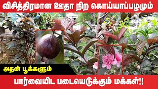 பொகவந்தலாவயில் கண்டுபிடிக்கப்பட்ட அரிய வகை கொய்யா!  | Black Guava Tree | LATEST NEWS