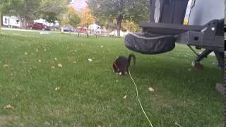 Fetch, Milo!