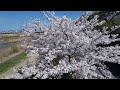 【ドローン空撮】air2s撮影　草津川 桜