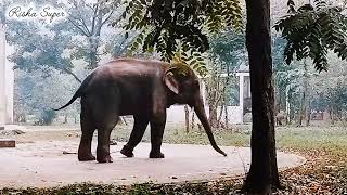 Wildlife Elephant // হাতি // জাতীয় ঢাকা চিড়িয়াখানা