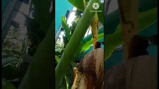 #See a miracle banana tree,அதிசய வாழை மரத்தை பார்க்கலாம் வாங்க😍😍😍😍🌴🌴🌴🌴