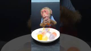 Wow, Monkey Hapyy Baby Bim Bim go to the supermarket to buy kitchen utensils and eats eggs