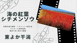 【癒し動画】ラムサール条約湿地　東よか干潟の海の紅葉　シチメンソウ群生地　Autumn leaves of the sea - Shichimensou