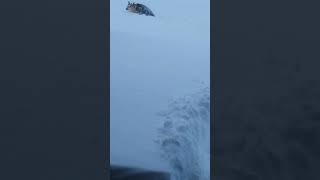 Dog Tries to Barrel through Deep Snow