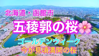 北海道函館市『五稜郭公園』の満開の桜🌸を見て来ました♪GW後半もまだまだ見頃です☺️#北海道 #函館 #五稜郭 #桜 #桜並木 #花見 #旅 #旅行 #旅遊 #ひとり旅 #ソメイヨシノ #公園 #散歩