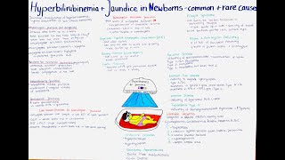 Hyperbilirubinemia + Jaundice in Newborns - common + rare causes