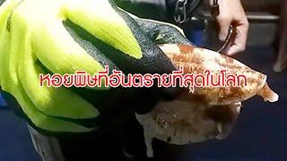 หอยพิษที่อันตรายที่สุดในโลก