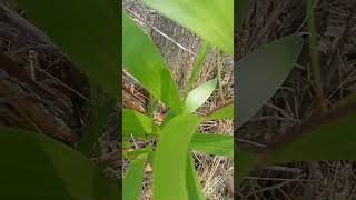 Earleaf acacia #trending #shortvideo #shots #shortsfeed #tre #short#shots #nature #village