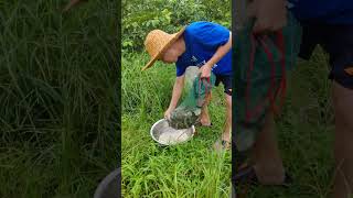 下雨后农村户外捕鱼收获Rural outdoor fishing harvest after rain  #fishing #fish #户外捕鱼 #泥鳅 #loaches  #鄉村生活 #農村生活