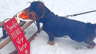 Merry Christmas from Dachshund Teddy 🎄🎄🎄