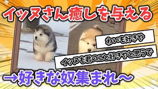 【2ch動物まとめ】イッヌさん癒しを与える