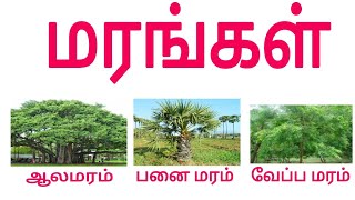 Learn Trees Name in Tamil | மரங்களின் பெயர்கள் | #Trees #மரங்கள்