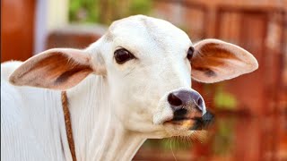 #cow सबको हैप्पी रखती गाय - Sabko Happy Rakhti Gaay - Skool Tone