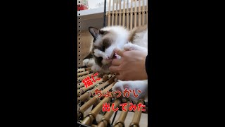 【面白動画】くつろぐ猫にちょっかい出してみた#Shorts