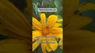 Why you should grow Mexican sunflower