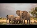 LIVE at the waterhole - 24 May 2026
