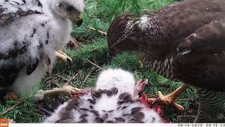 Goshawk feeding chicks on a nest in Gloucestershire