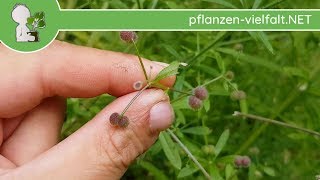 Kletten-Labkraut - Früchte/Samen - 07.06.18 (Galium aparine) - essbare Wildkräuter Bestimmung