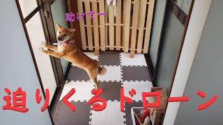 ドローンに恐怖する柴犬