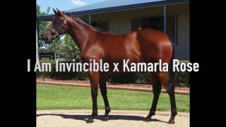 2017 Inglis Premier I Am Invincible x Kamarla Rose - Stuart Webb