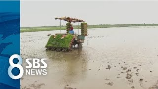 다 말라죽은 간척지 논, 장맛비에 막바지 모내기 / SBS