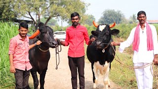 2 लाख किंमतीचा पंढरपुरी जातीचा बुल ! Pandhapuri Bull | Dairy farming Maharashtra #story | yashogatha