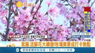 埔心牧場飄四月雪美不勝收 連假倒數衝人氣11點前入園超優惠│記者 鄭凱中│【LIVE大現場】20190406│三立新聞台