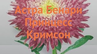 Астра обыкновенный Кримсон 🌿 обыкновенный астра Кримсон обзор: как сажать, семена астры Кримсон