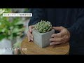 【1000円〜買える】初心者におすすめの観葉植物５選＆購入場所と育て方も紹介！