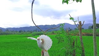 Pikat Burung Kutilang Berbunyi Keras..... Albino: Burung Cantik nan Eksotis