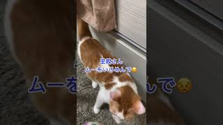 妹が怒られると必ず心配してかけつける兄猫 #shorts #猫 #保護猫 #cat