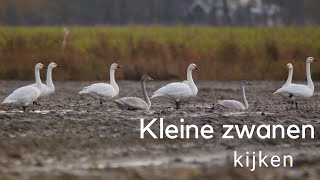 kleine zwanen kijken / Observing Bewick's Swans / #512