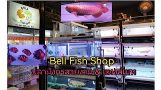 ปลามังกรสวยงาม​ \u0026​ แทงค์​เมท (Bell Fish Shop)​