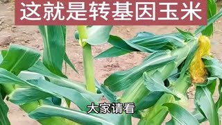 转基因玉米成熟了，就要上市了，你要不要尝尝？