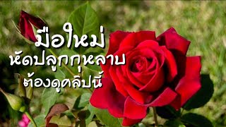 มือใหม่หัดปลูกกุหลาบต้องดูคลิปนี้ |  EP.178 | คนบ้ากุหลาบ