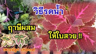 ฤาษีผสม วิธีรดน้ำให้ต้นฤาษีผสม ใบสวย  ใบไม่ไหม้ #ฤาษีผสม #ไม้มงคล #coleus #เพาะปลูก  channel