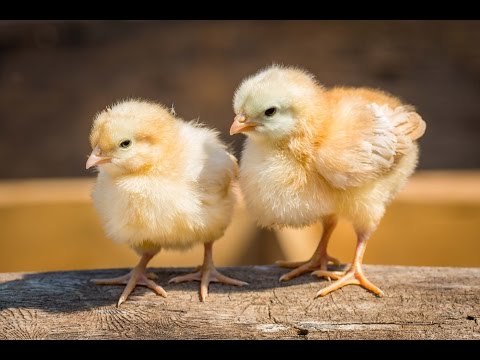 What Do Baby Chickens Eat What Do Baby Chickens Eat