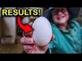 This Backyard Chicken Routine Really Pays Off! (All Natural)