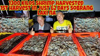 Prawn/Shrimp Harvesting | Grabe Sobrang Laki na 62 Days Palang