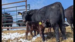 Calving in the Snow