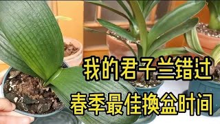 君子兰新叶片长势良好，错过春季最佳换盆土时间，现在要不要换呢