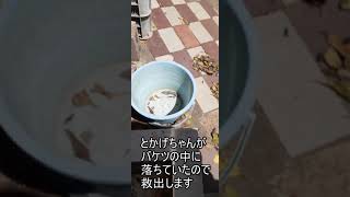 びっくり！　バケツに落ちたトカゲちゃんを救出したら、、　When I rescued the lizard that fell into the bucket、、、   #shorts