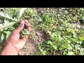 ধনে বীজ বপনের সঠিক পদ্ধতি easy coriander cultivation at home dhone pata chas