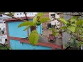 Our Rooftop Corner Garden, Video of the Day! #Rooftop #Garden #Video #GoogleLocalGuides #LocalGuides